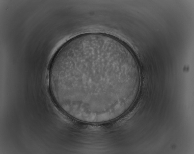 X0000095521509200801041211