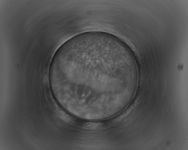 X0000095521513200801041211