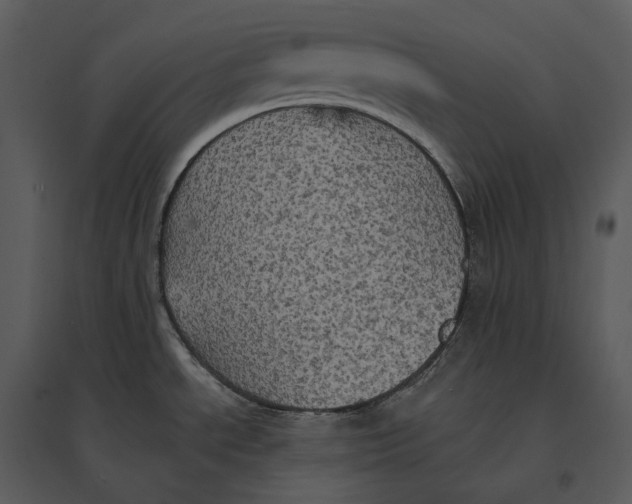 X0000095521534200801041211