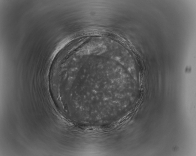 X0000095520099200801111445