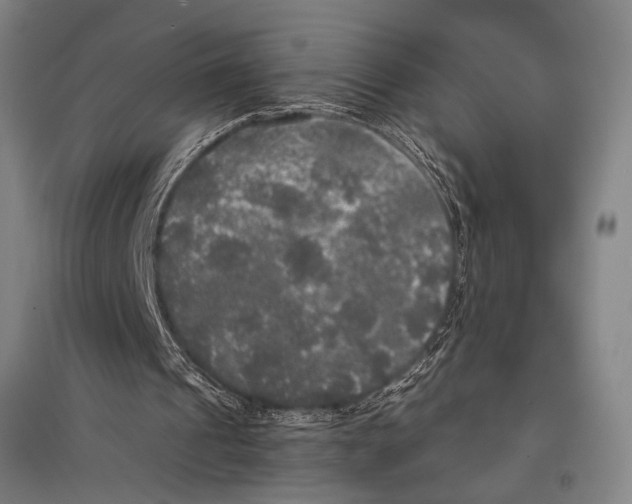 X0000095520241200801111442