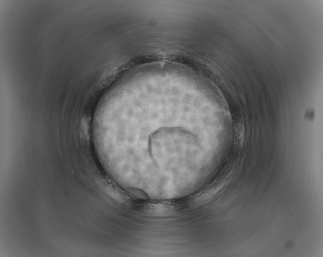 X0000095520286200801111443