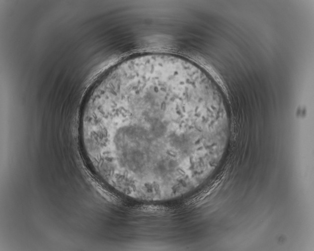 X0000095520437200801111440