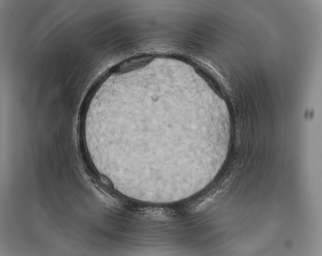 X0000095520439200801111440