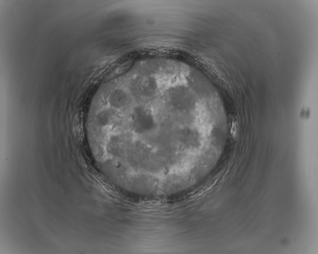 X0000095520771200801111435