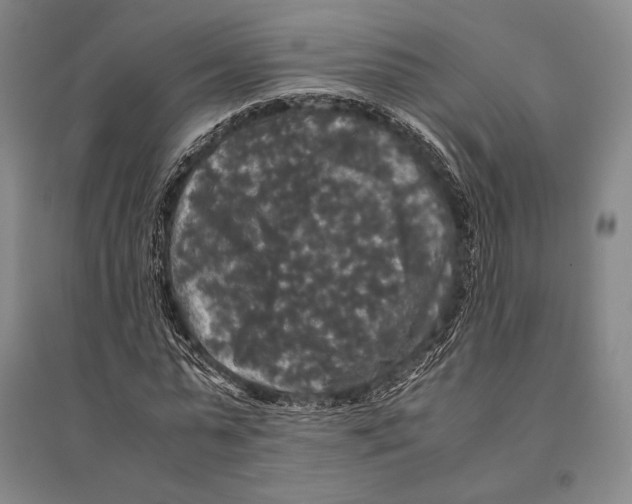 X0000095520775200801111435