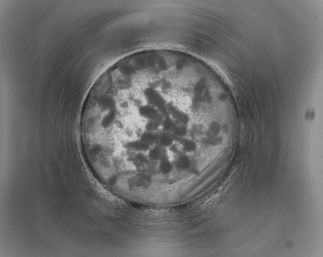 X0000095520895200801111433