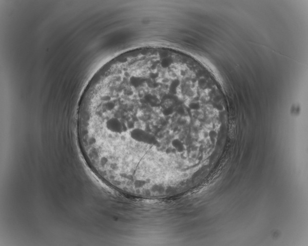 X0000095520903200801111433