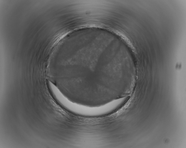 X0000095520977200801111432