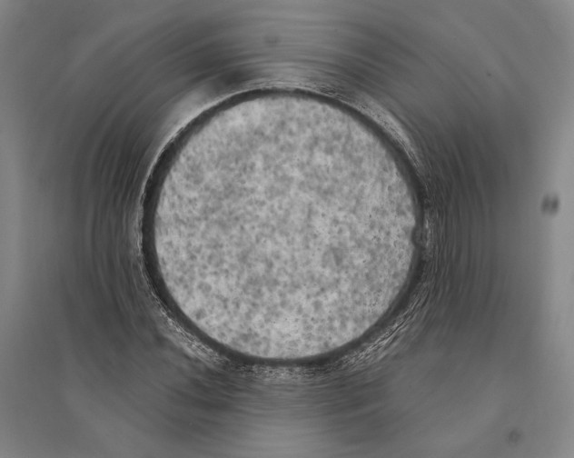 X0000095521020200801111431