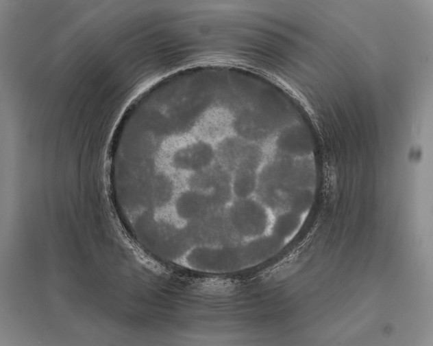 X0000095521029200801111431