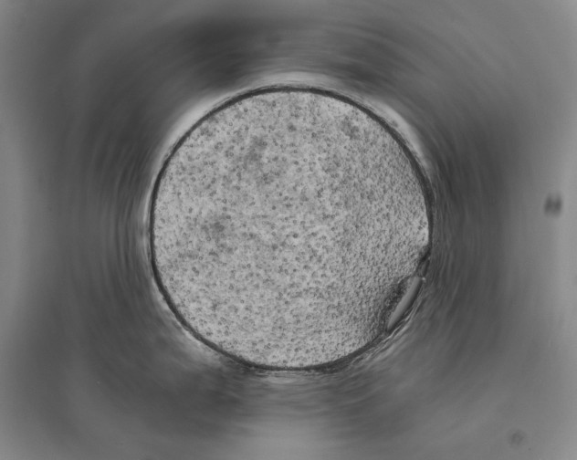 X0000095521199200801111429