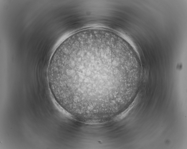 X0000095521338200801111427