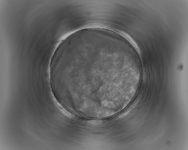 X0000095521388200801111426