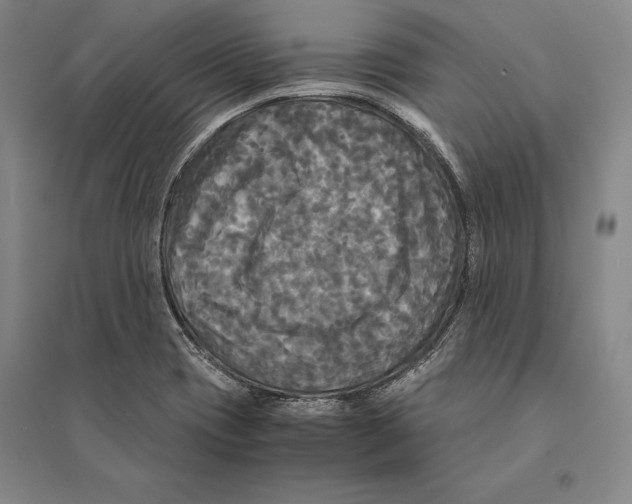 X0000095521417200801111426