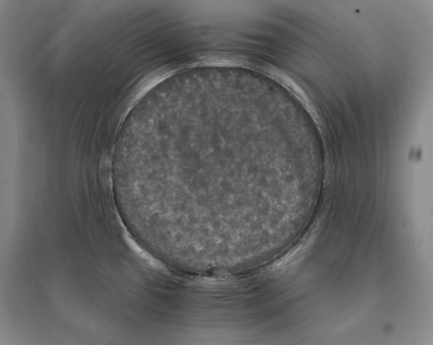 X0000095521433200801111426