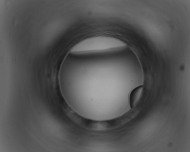 X0000095530525200712140937