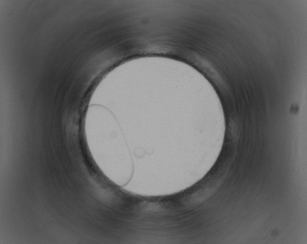 X0000095530534200712140936