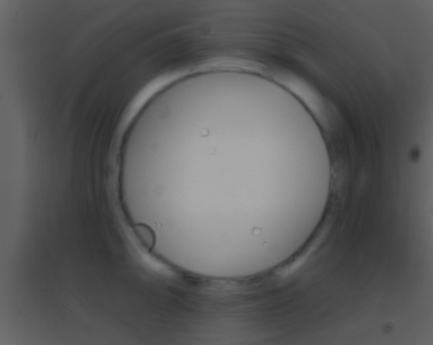 X0000095531094200712140929
