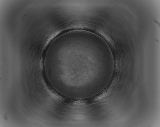 X0000095530064200712141511