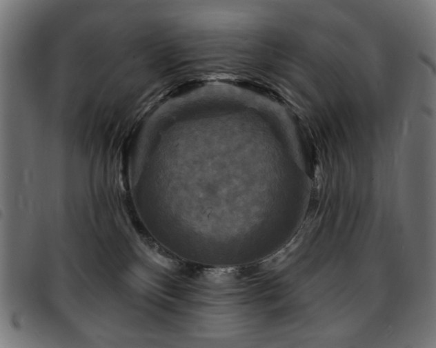 X0000095530136200712141510