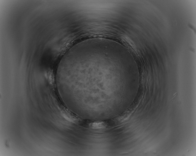 X0000095530173200712141510
