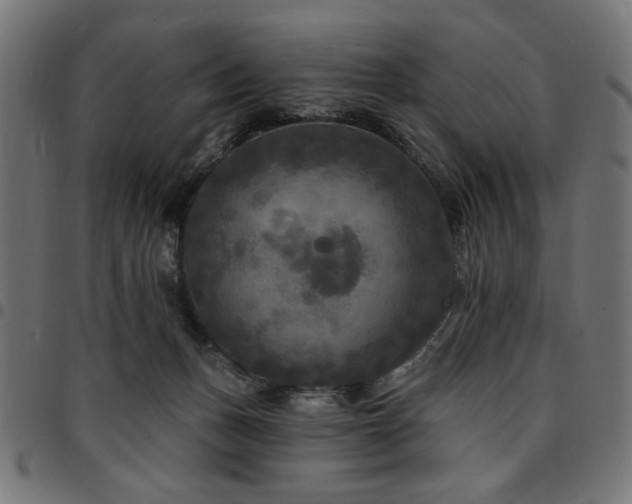 X0000095530175200712141510