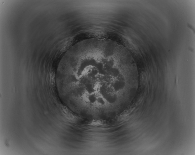 X0000095530177200712141510