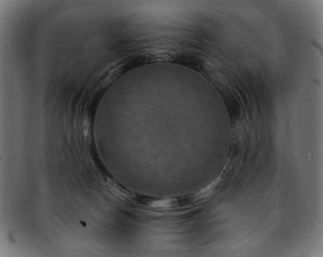 X0000095530178200712141510