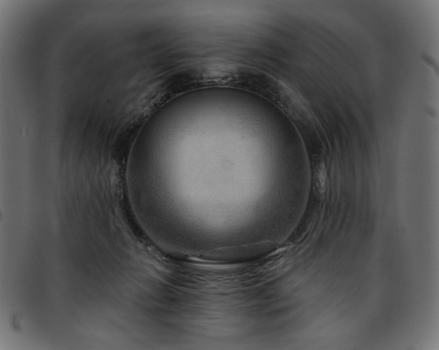 X0000095530270200712141509