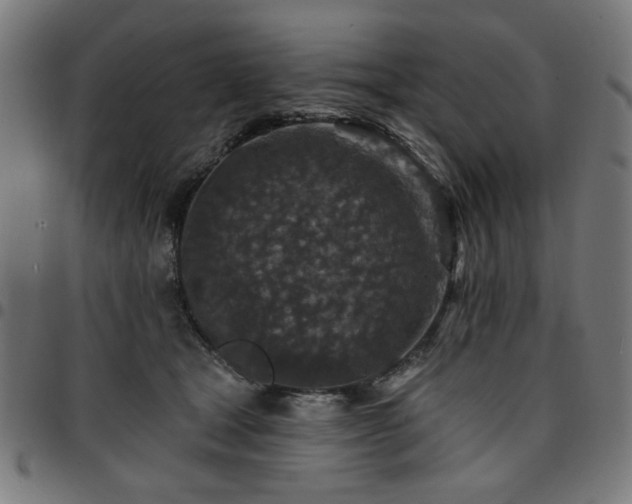 X0000095530465200712141506