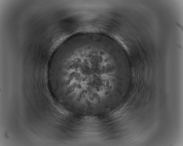 X0000095530487200712141505