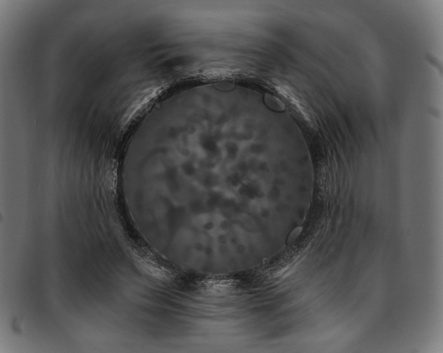 X0000095530495200712141505