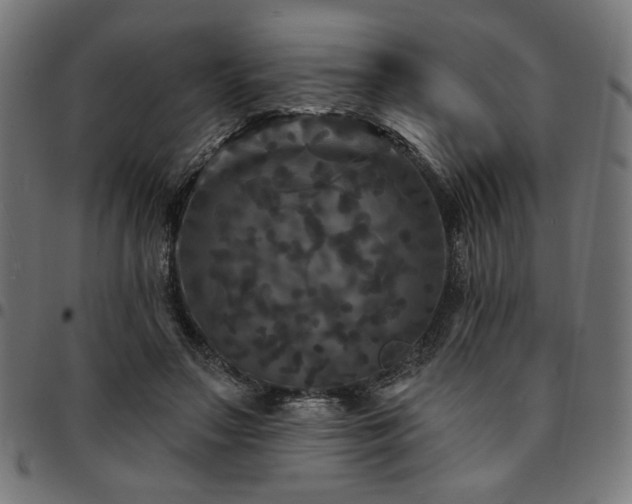 X0000095530499200712141505