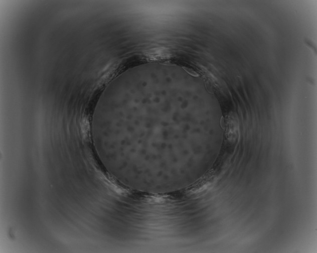 X0000095530523200712141505