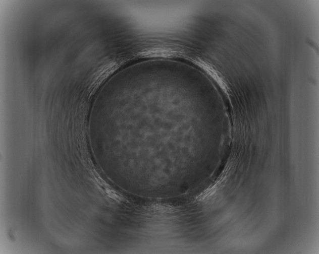X0000095530529200712141504