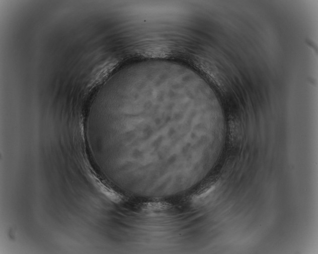 X0000095530541200712141504