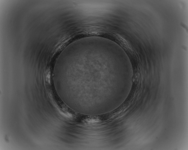X0000095530552200712141504