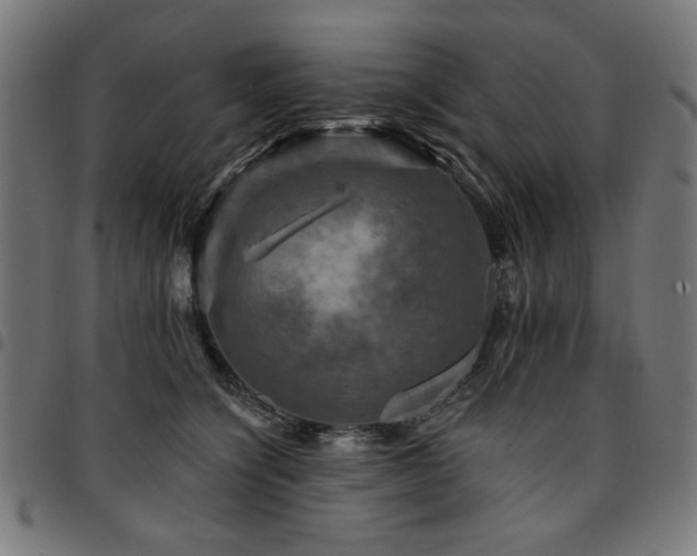 X0000095530564200712141505