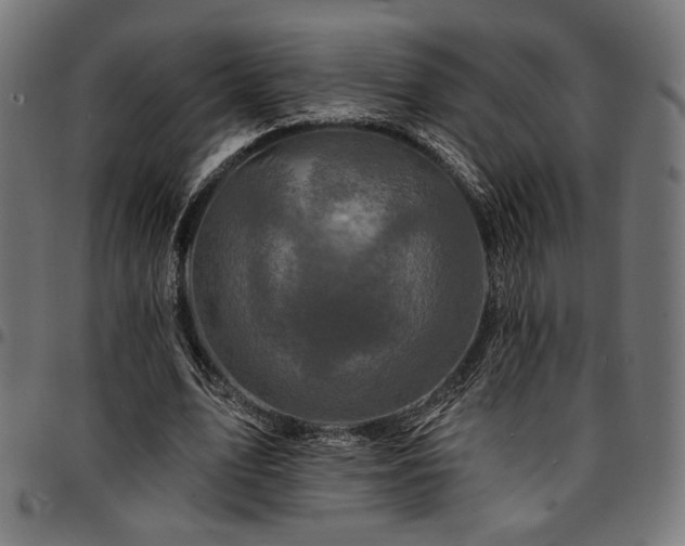 X0000095530583200712141504