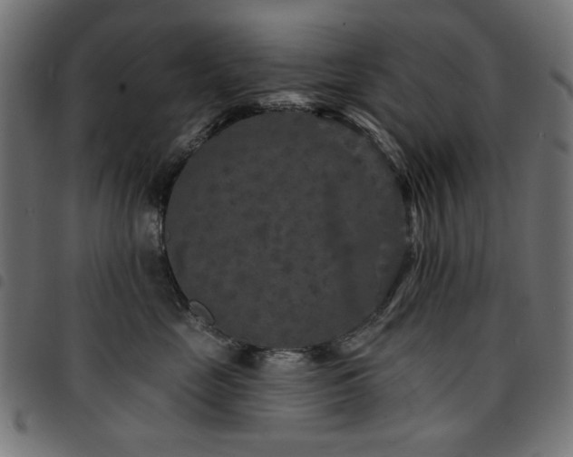 X0000095530669200712141503