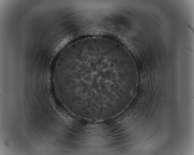 X0000095530679200712141503