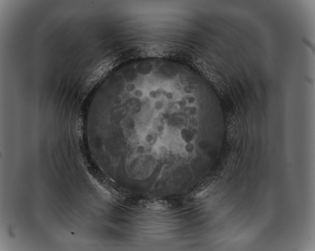 X0000095530683200712141502