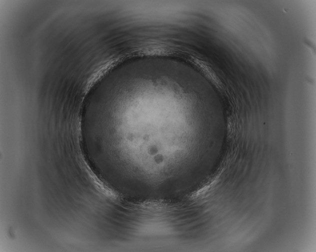 X0000095530725200712141501