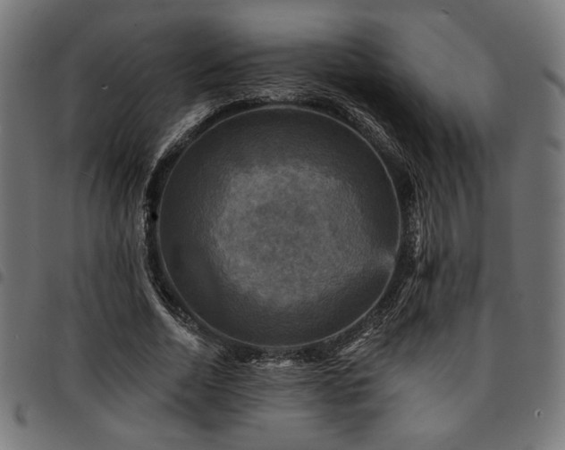 X0000095530730200712141501