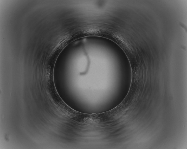 X0000095530739200712141502