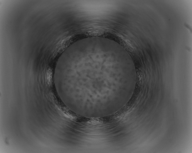 X0000095530745200712141502