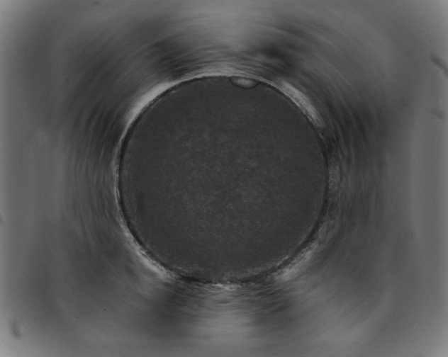 X0000095530854200712141500