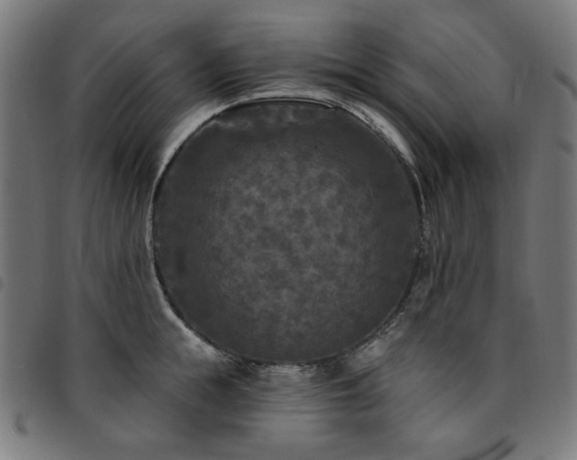 X0000095530855200712141500