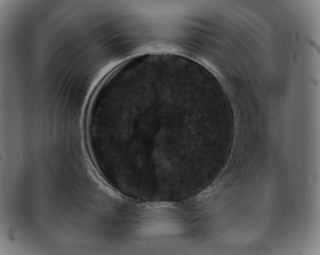 X0000095530864200712141501